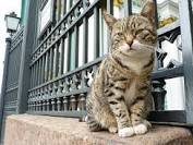 коты и кошки нашего дома