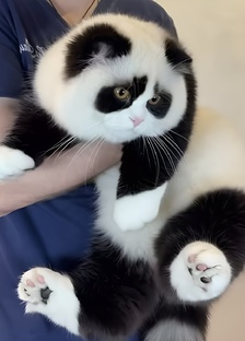 Кошачьи секреты
