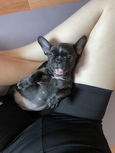 Как подготовиться к приезду щенка домой?