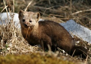 Охотничьи встречи