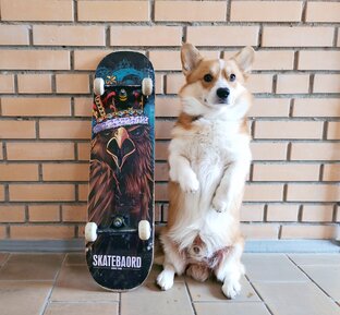 Корги на скейте🛹