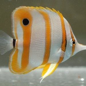 Рыба-бабочка: тайны, поведение и удивительные факты из жизни морского чуда