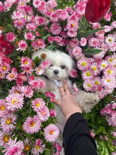 Цветущий 🥰 💕 романик 