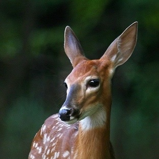 Лань: грация, выживание и тайны лесной красавицы