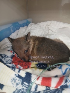 Ежик. Маленький щенок