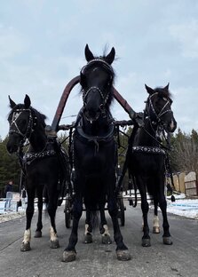Орловскому рысаку