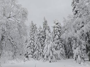 Красота зимы