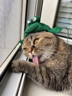 БЕЗ КОТА И ЖИЗНЬ НЕ ТА!