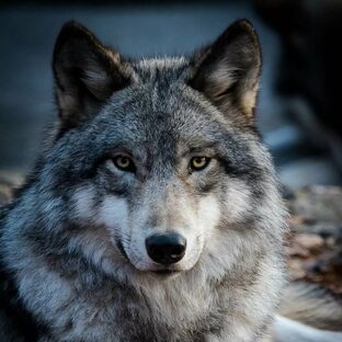 Волк: мифы, повадки и удивительная правда о самом загадочном хищнике