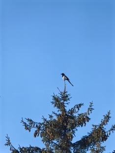 Сельская пятиминутка