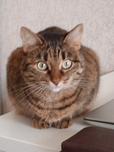 Котики правят миром