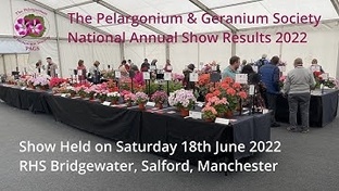 Конкурсы и выставки пеларгоний в разных странах.