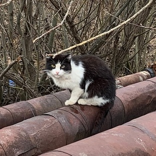 Феликс с ул. Коммунистическая