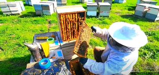  Уфа - съезд промышленных пчеловодов 2024 год