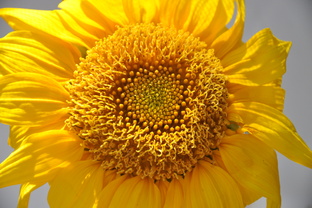 Кольцевые городища Сибири.