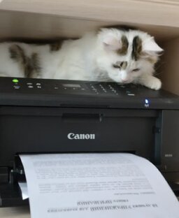 МОЯ КОТОБАНДА