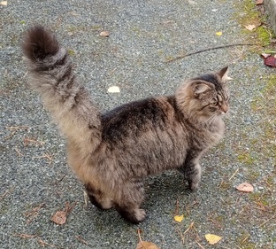 Сибирские кошки