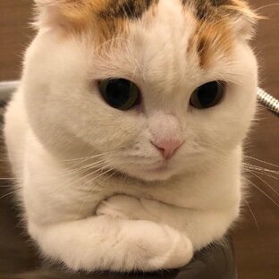 Мемы с котиками😻