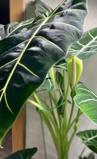 Мои зелёные💚