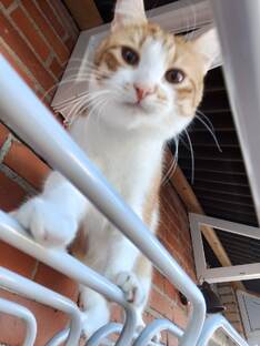 КОСИКИ 🐈🐈