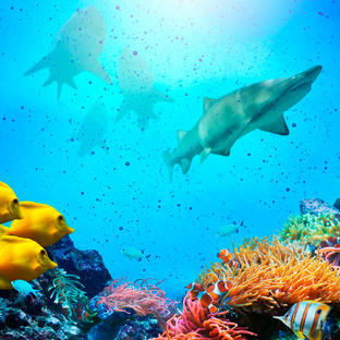 Путешествие в глубины