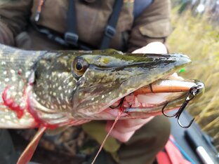 Рыбалка.Шортс.