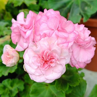 Какой сорт пеларгонии выбрать? 