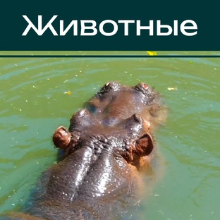 Животные в путешествиях 