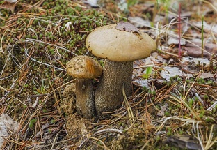 Грибы — отдельный мир, о котором мы знаем меньше, чем кажется