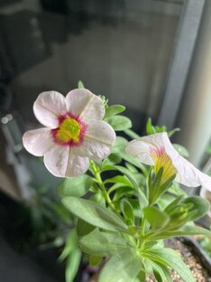 Цветы однолетние 