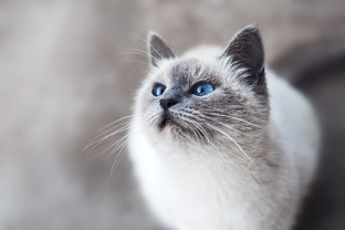 Кошачье поведение