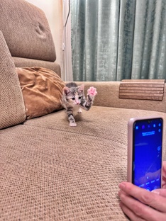 Дом для пушистых сердец