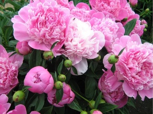 Секреты выращивания цветов на даче и в теплице