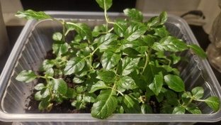 МЕРИСТЕМНЫЕ РАСТЕНИЯ