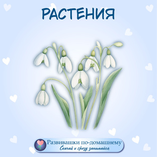 Растительный мир