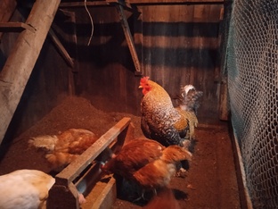 Куры-несушки. Есть что почитать 