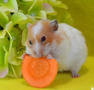 Хомячиная подборка