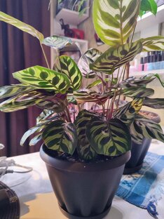 Комнатные растения 