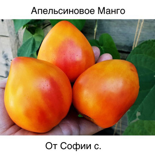 Коллекция томатов на 2025 г.
