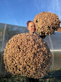 Хризантема мультифлора