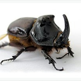 Жук-носорог: сила, броня и тайны гиганта насекомых