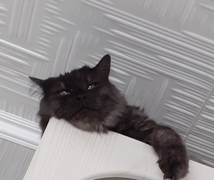 Ох, уж эти кошки!