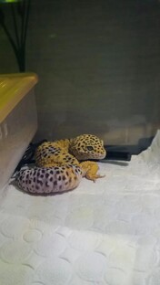 эублефар Клео🦎