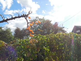 Почему я уже не дачница (про обман на доверии)