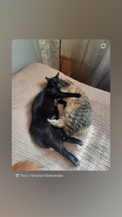 Видеознакомство с моими котиками