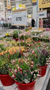 Фотоотчеты - выставки, магазины, садовые центры