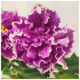 Обзоры сортовых сенполий