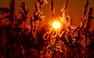 От правды не скроешься