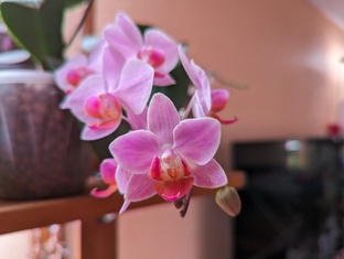 Орхидеи