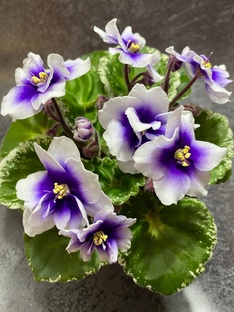 Полезные советы по уходу за растениями